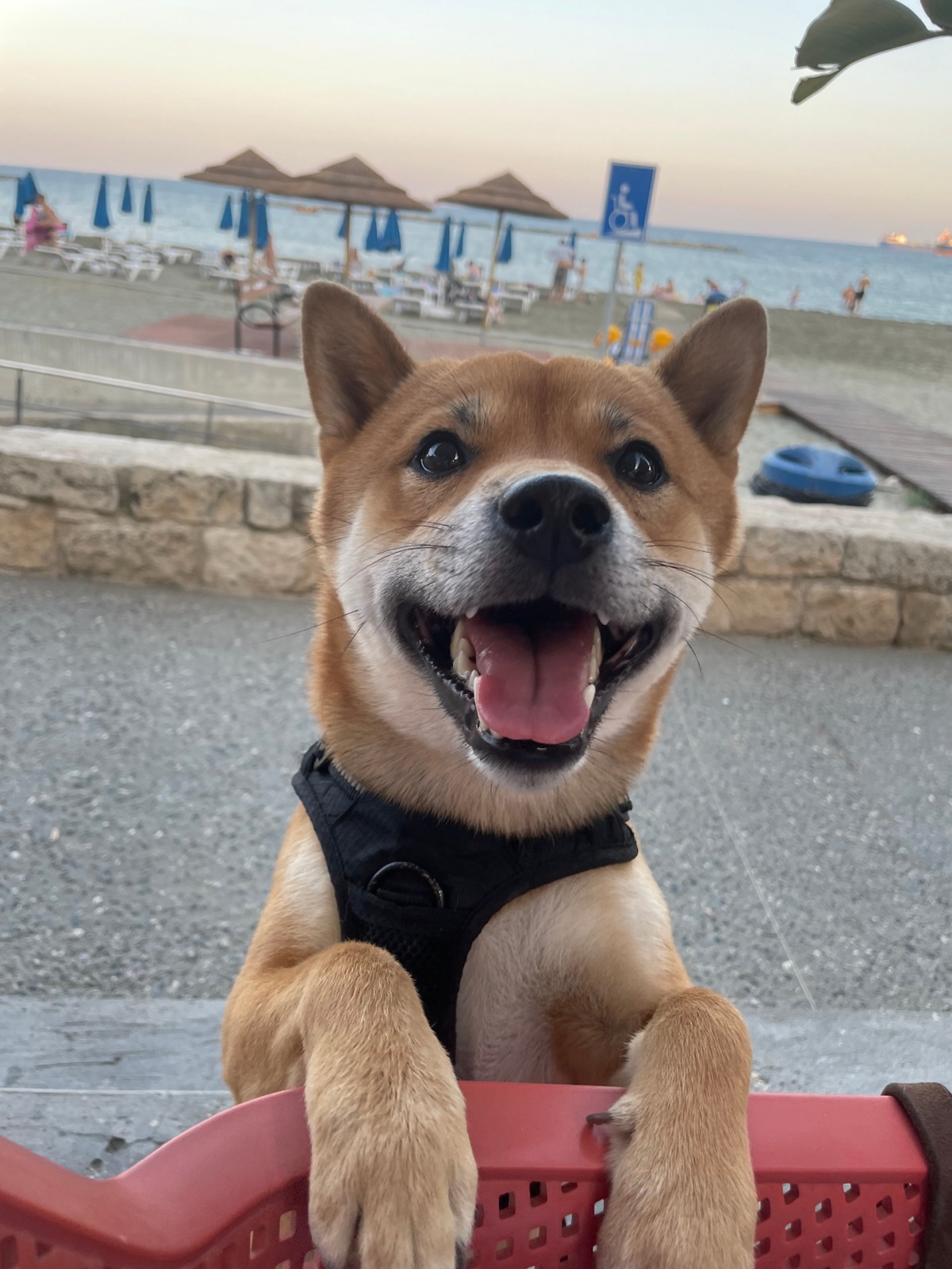 Bobi the Shiba smiling on a Cyprus beach